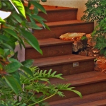 שילוב של דק ומדרגות עץ